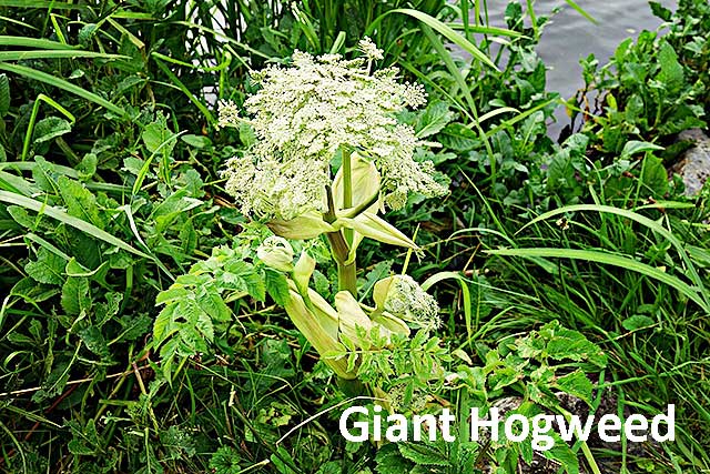 Giant Hogweed